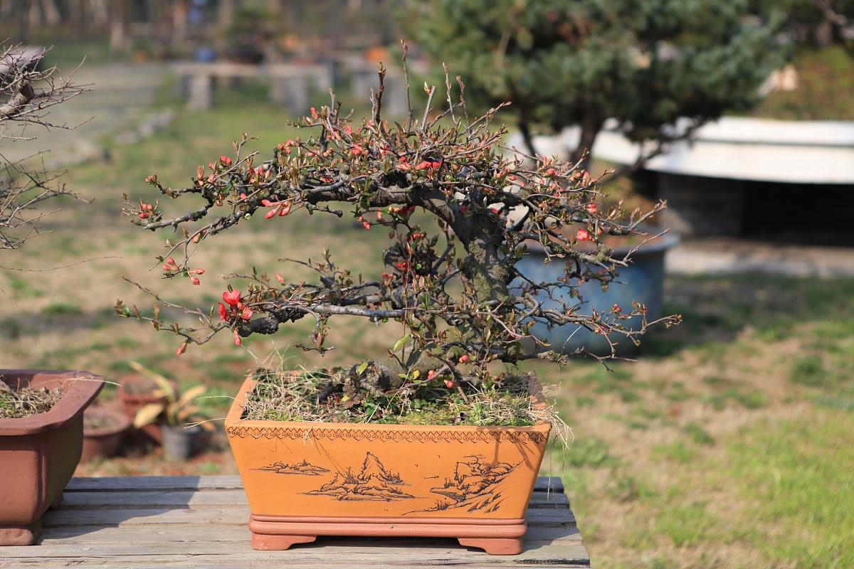 枸杞盆栽:深盆养护的奥秘 在枸杞盆栽的养护过程中,选择合适的盆器是