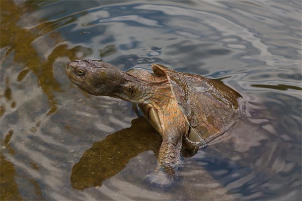 甲鱼是一种长得跟乌龟很相似的动物,俗称团鱼,水鱼,王八,是中国特有的