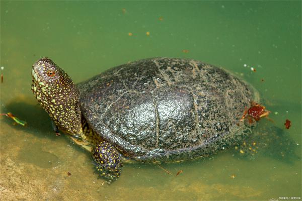 甲鱼是一种长得跟乌龟很相似的动物,俗称团鱼,水鱼,王八,是中国特有的