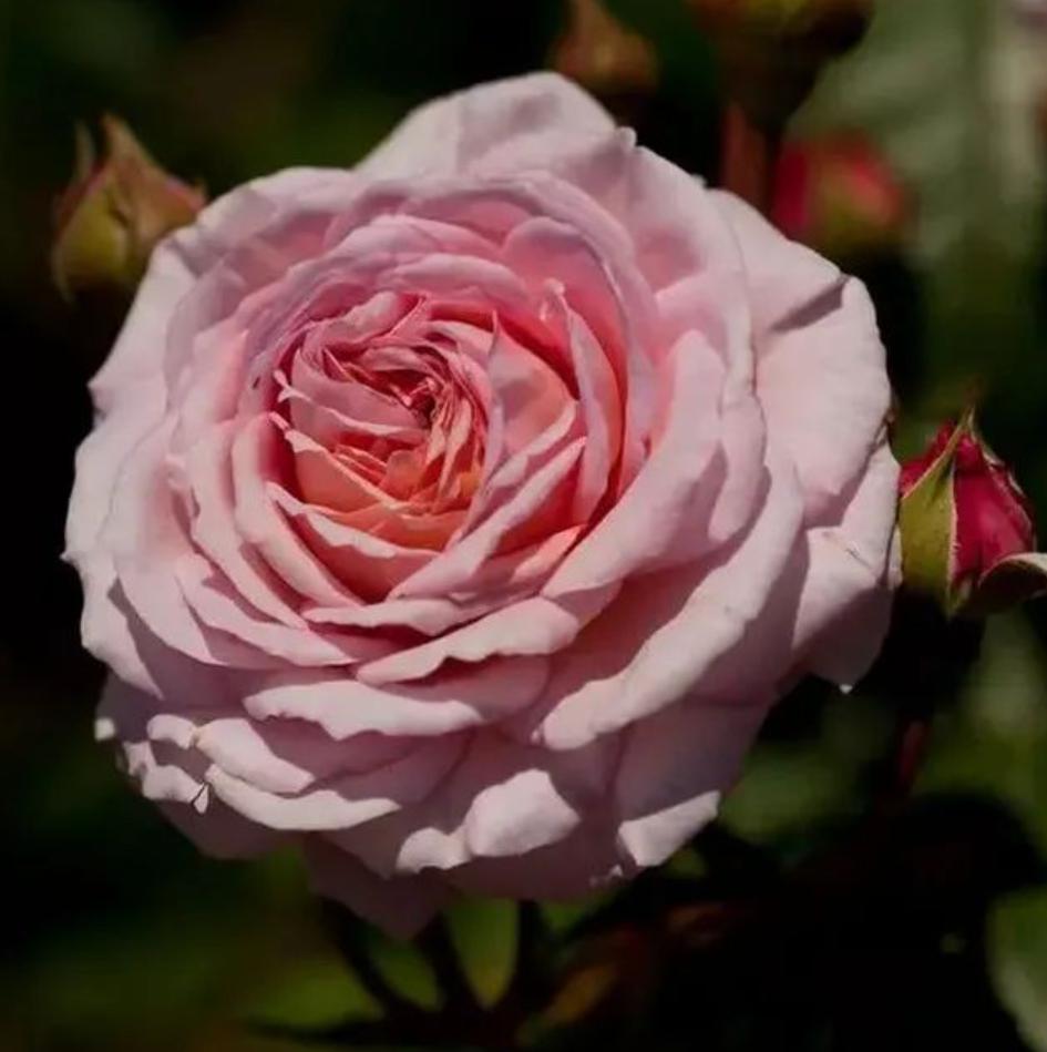 奥斯汀月季花:月季界的神秘面纱 奥斯汀月季花是一款让人一见倾心的