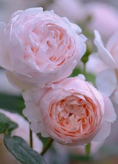 奥斯汀月季花:月季界的神秘面纱 奥斯汀月季花是一款让人一见倾心的