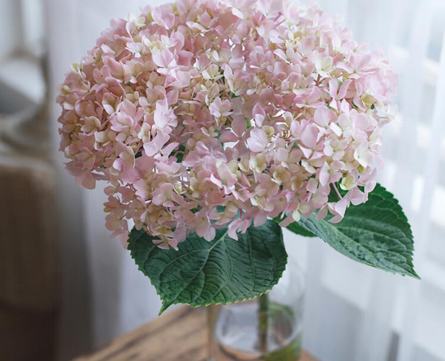 绣球花:园艺中的珍贵观赏花卉.@笑笑家居生活的动态