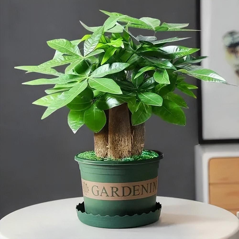 6种寓意美好的花,摆在家里倍儿有面子 越来越多的