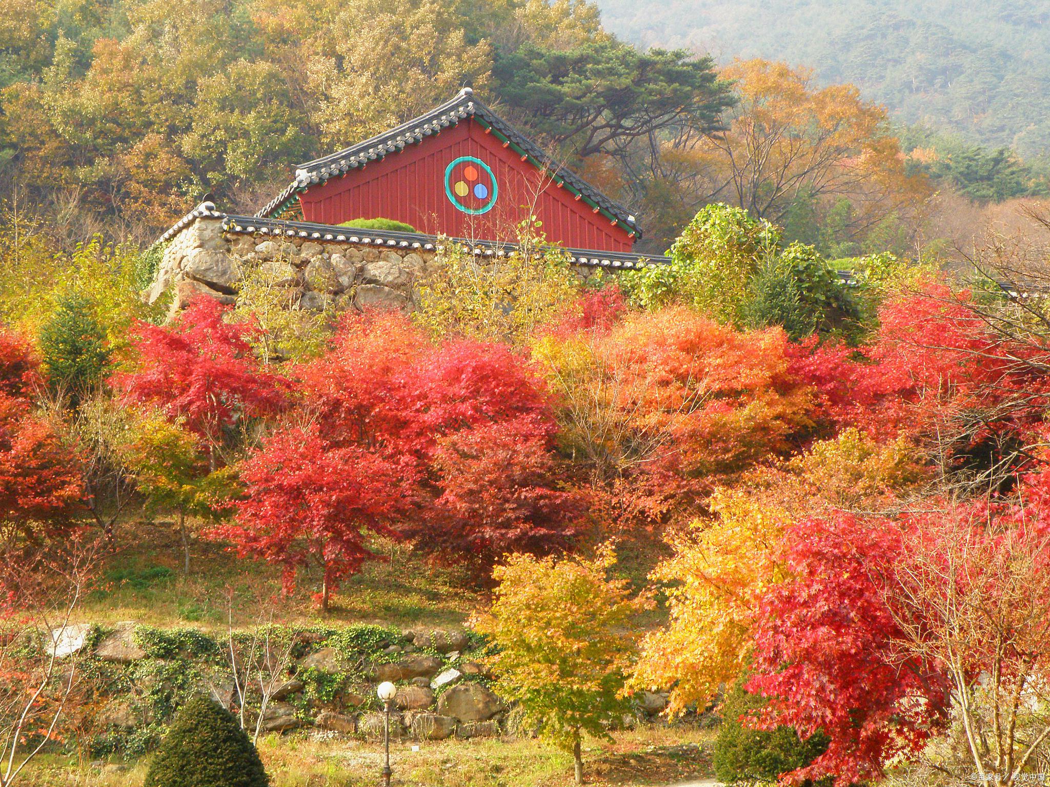 香山红叶 北京秋天的视觉盛宴 到11月初