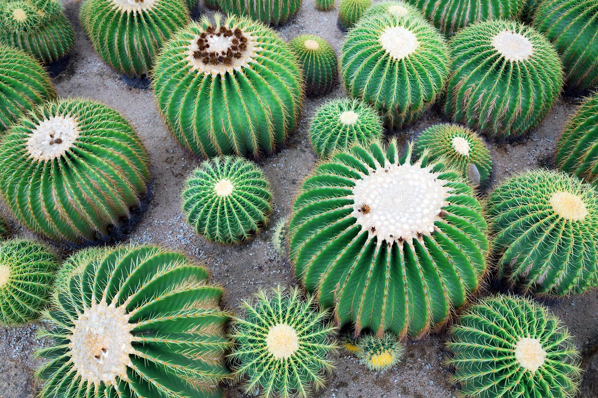 仙人掌与仙人球:多肉植物界的两大巨头 仙人掌与仙人球,这两大仙人掌