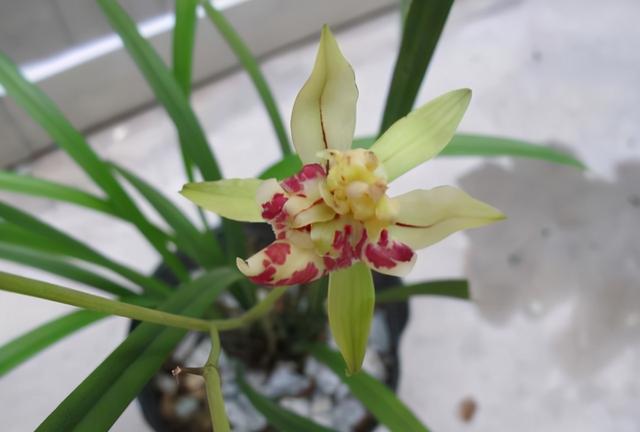 梨山狮王兰花:建兰中的佼佼者 自古以来,人们就热爱养花种草,将花卉的