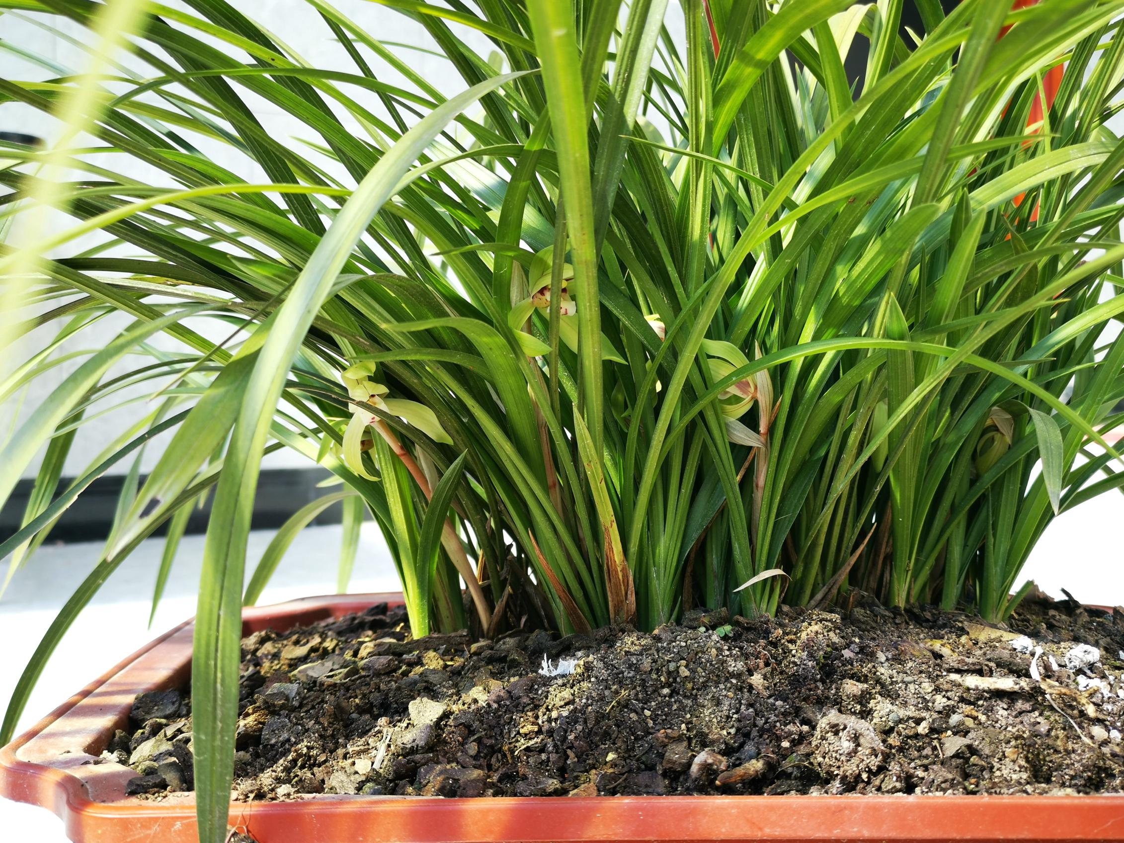 恭喜你,兰花养得这么好,爆盆了!