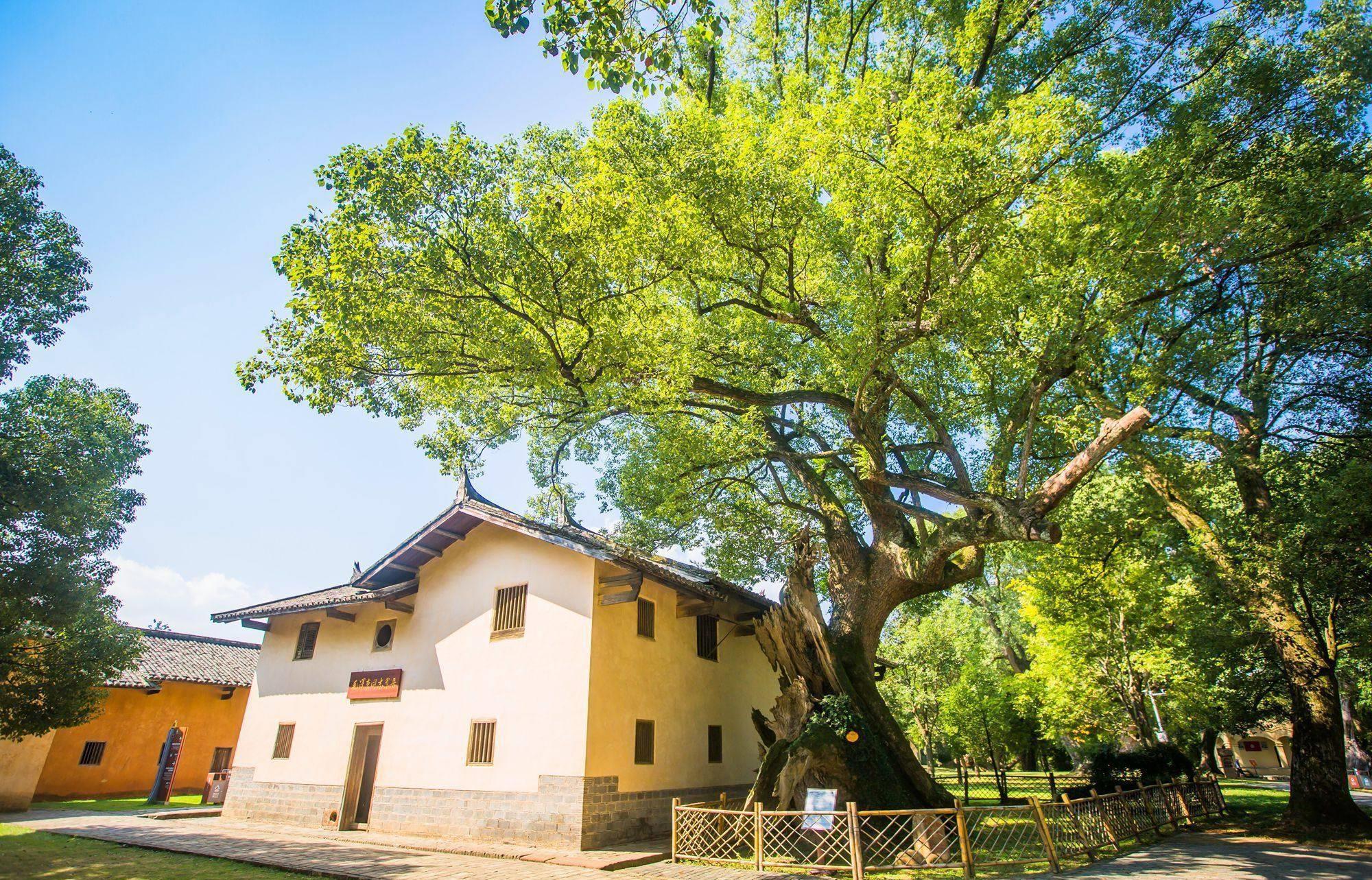 江西瑞金叶坪景区:红色历史与自然风光的完美融合 江西瑞金的叶坪景区