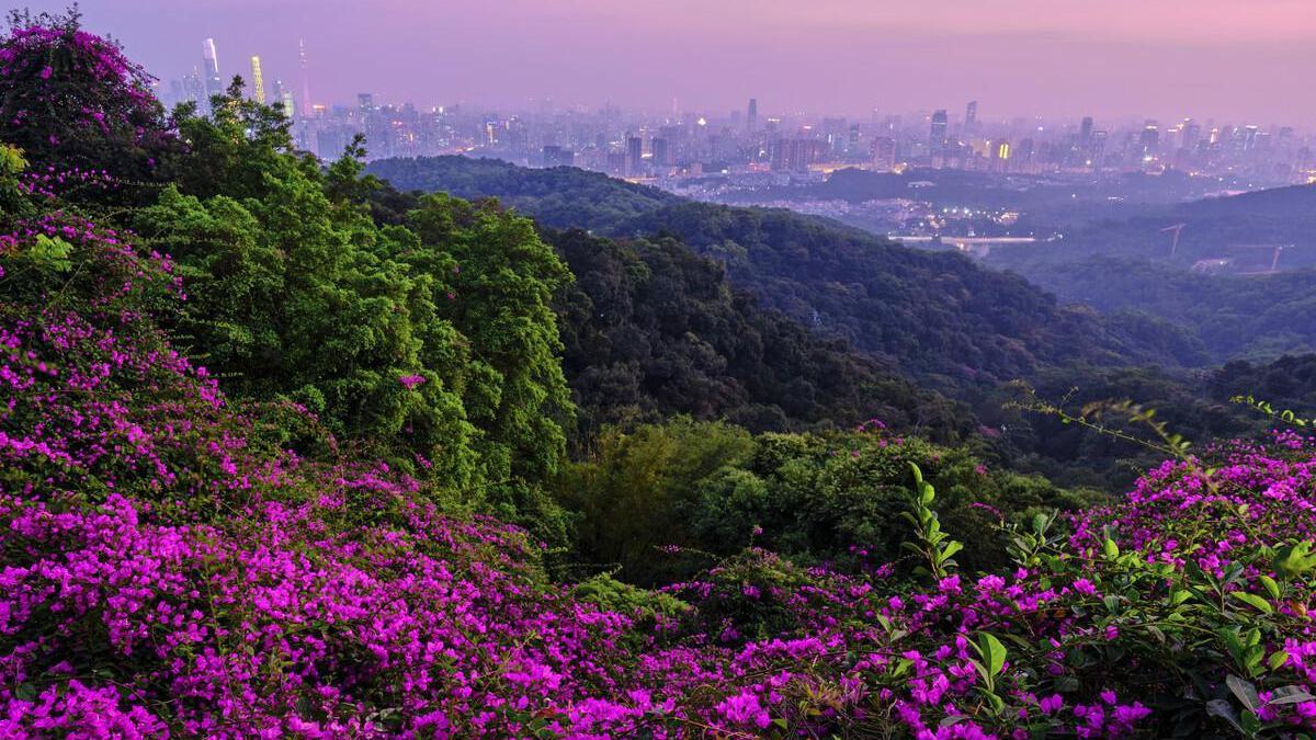 广州白云山:自然风光与历史文化的完美结合 广州白云山,这片位于广东