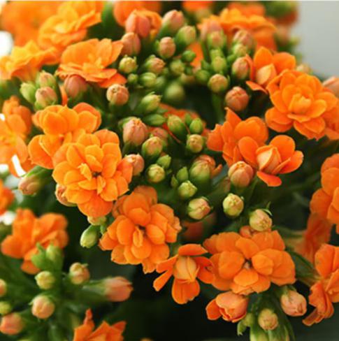 长寿花:你家居生活中的得力助手 长寿花是一种多季绽放的室内植物