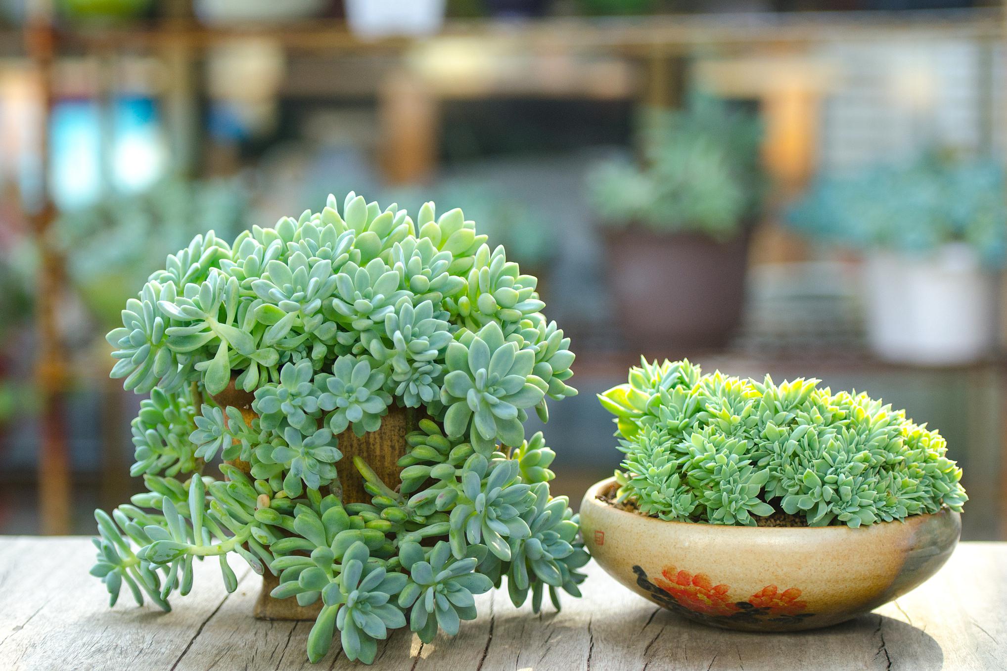 98光照是关键 黄金玉露喜欢半阴的环境,但为了使叶片更加亮丽,我们