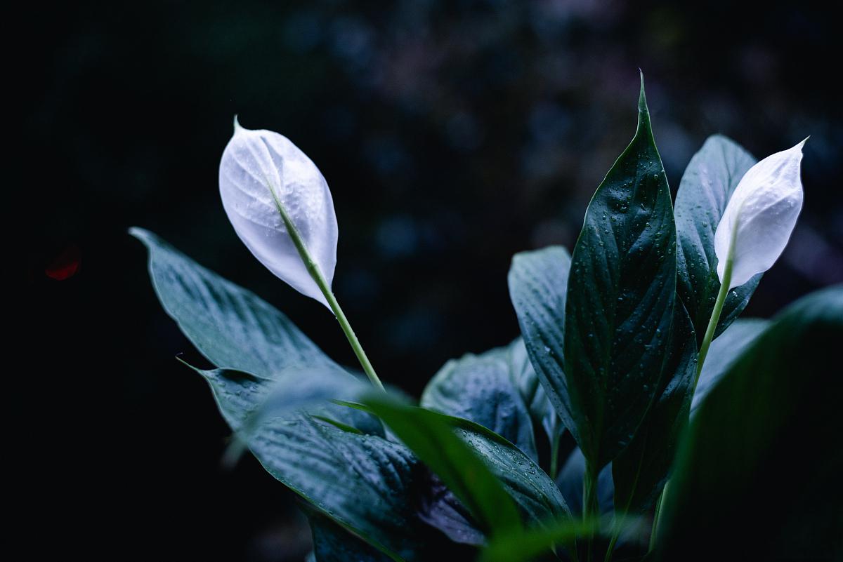 白鹤芋壁纸图片