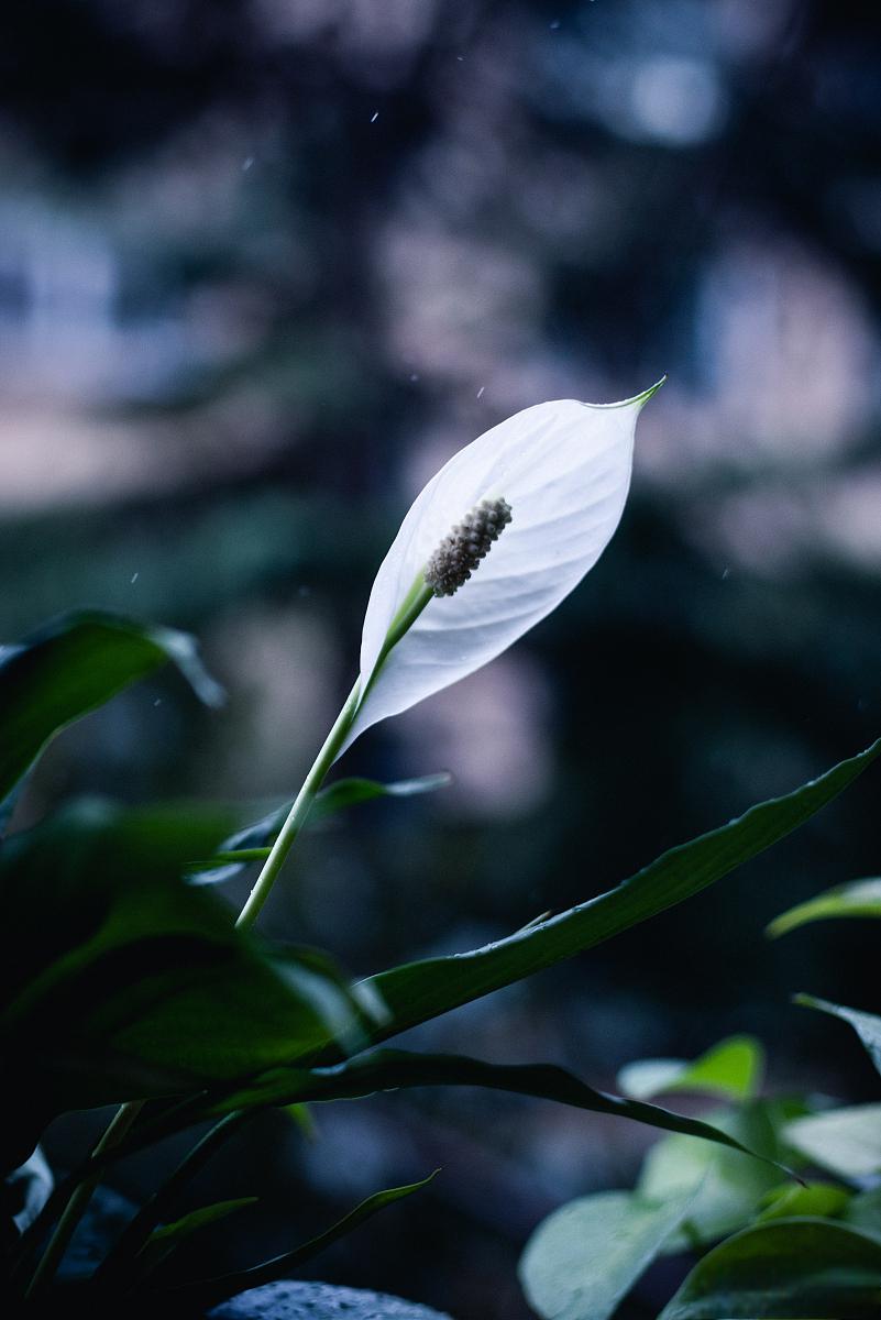 白鹤芋唯美图片