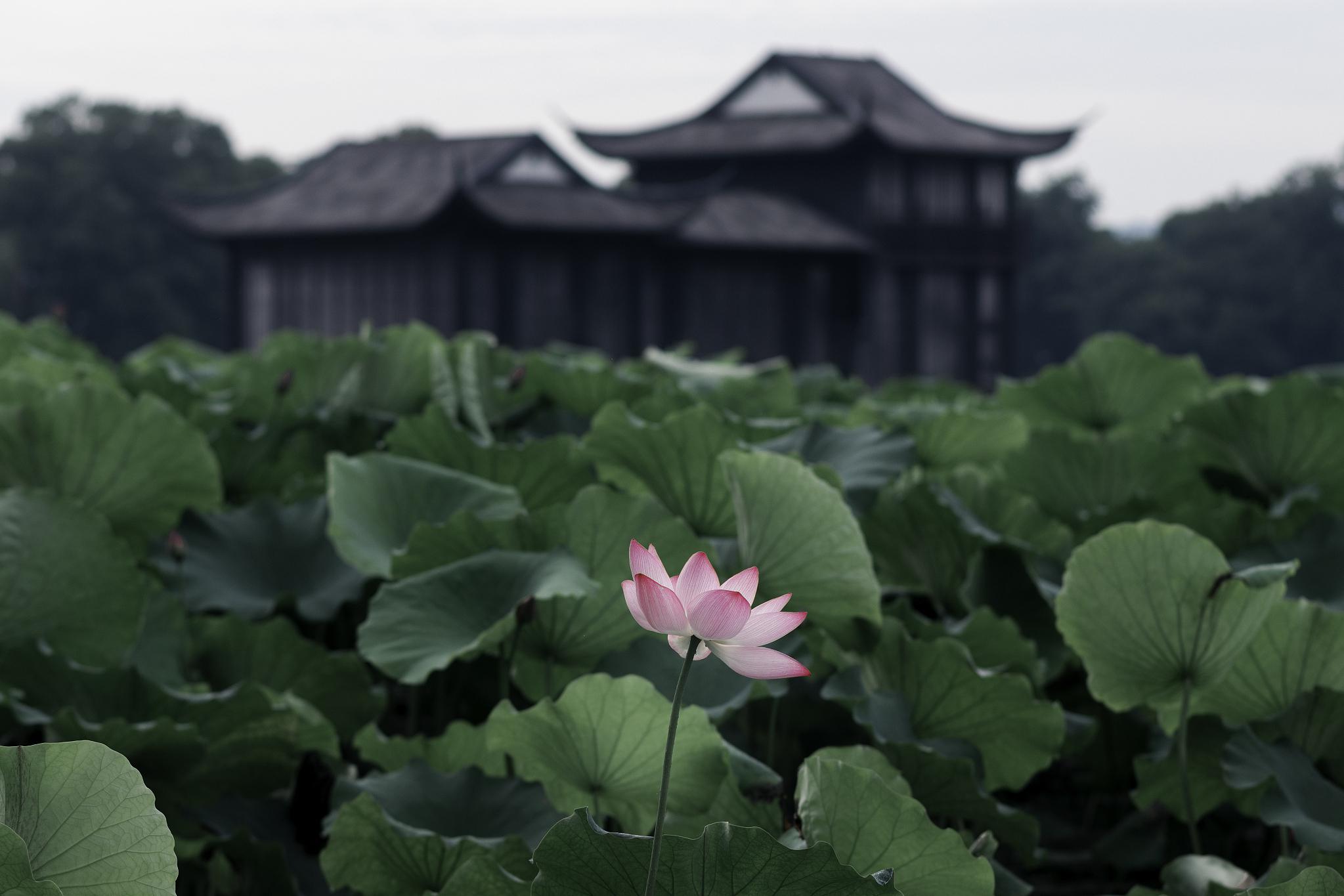 曲院风荷:杭州西湖十景之一 夏日炎炎,荷花盛开,曲