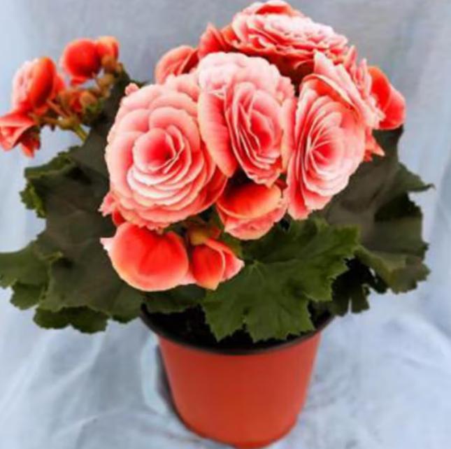 四季海棠花:在家也能拥有的美丽多姿之花 四季海棠花是一种多年生草本