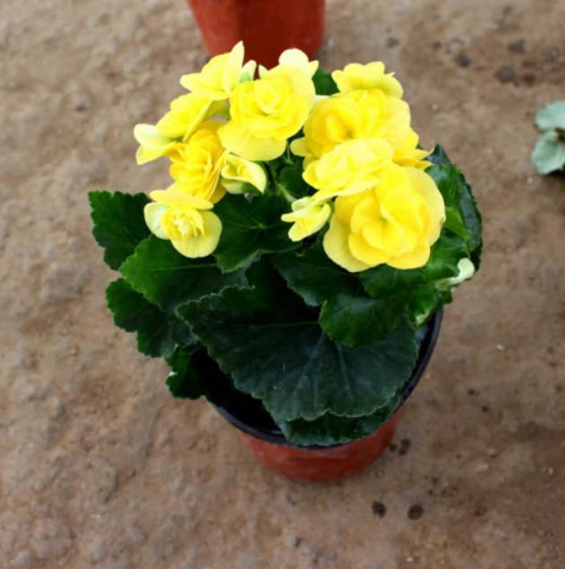 四季海棠花:在家也能拥有的美丽多姿之花 四季海棠花是一种多年生草本