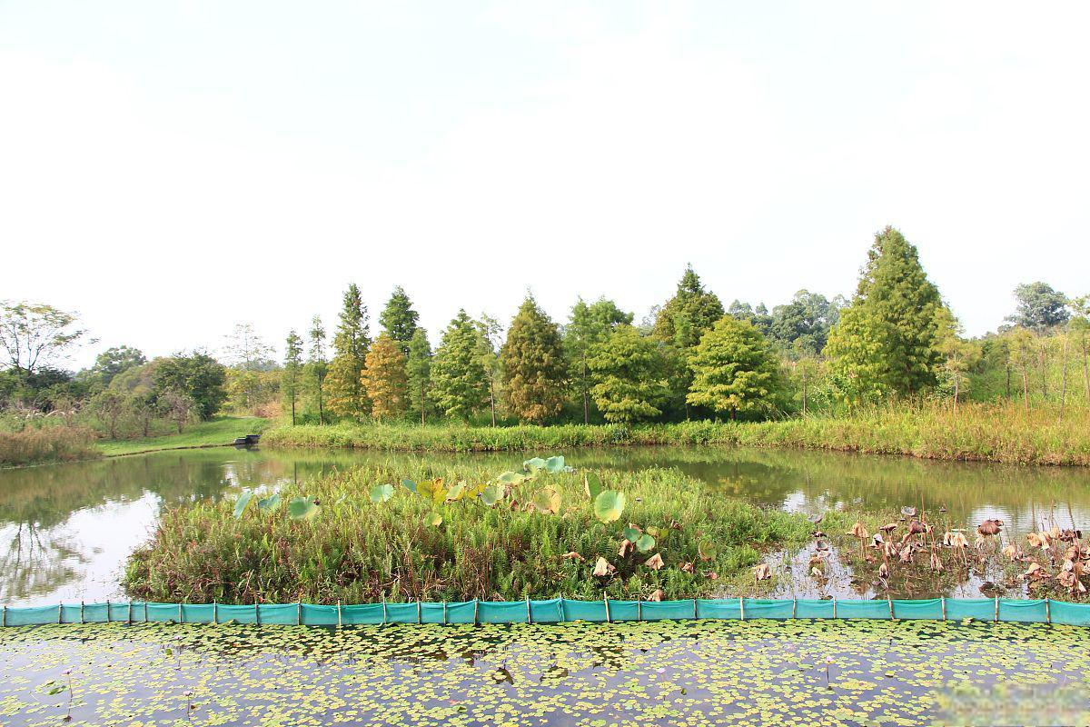 鲁家滩湿地公园图片图片