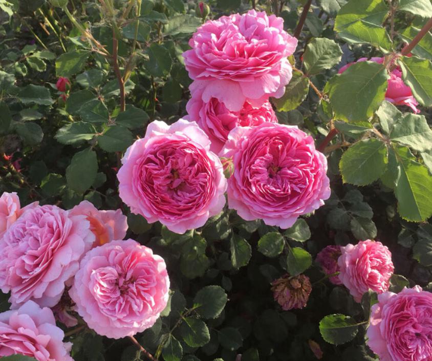 肯特公主月季:美丽,优雅,持久的代名词 肯特公主月季,如诗如画,魅力