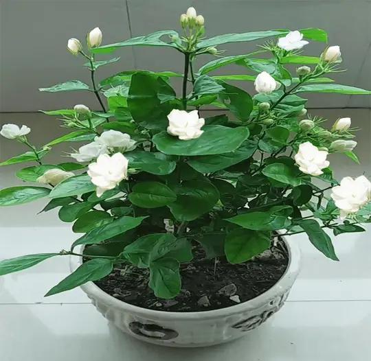 茉莉花姿态图片