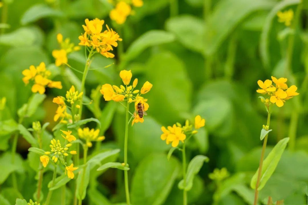 福州花海公园油菜花图片