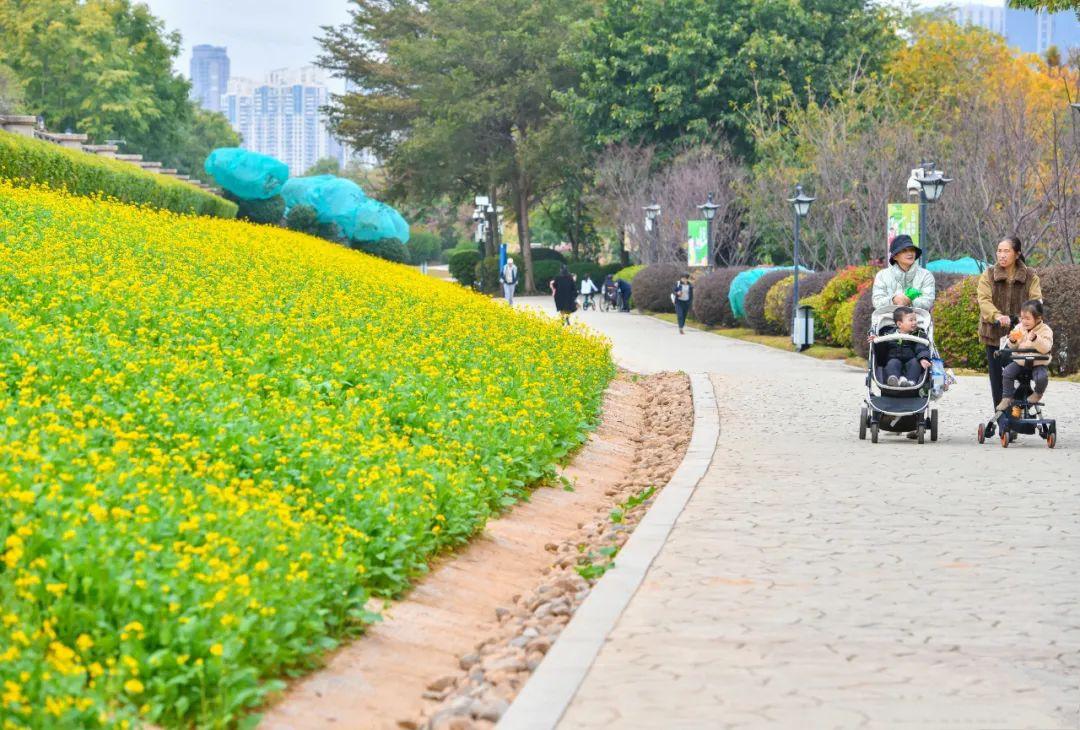 福州花海公园油菜花图片