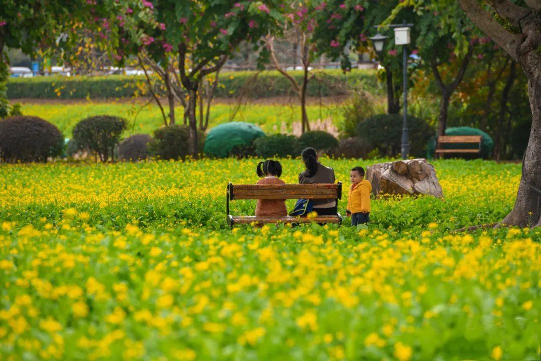 福州花海公园油菜花图片