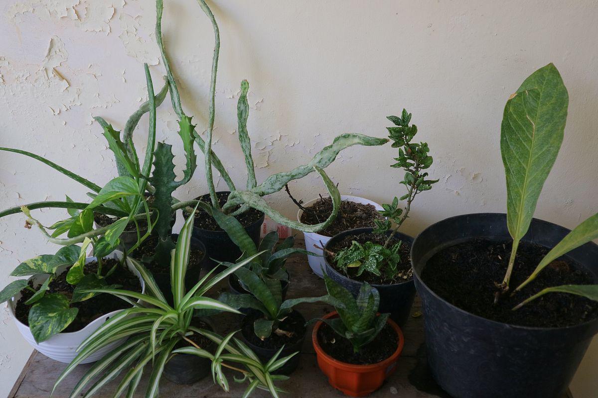 要养好盆栽三七,其实并不简单.