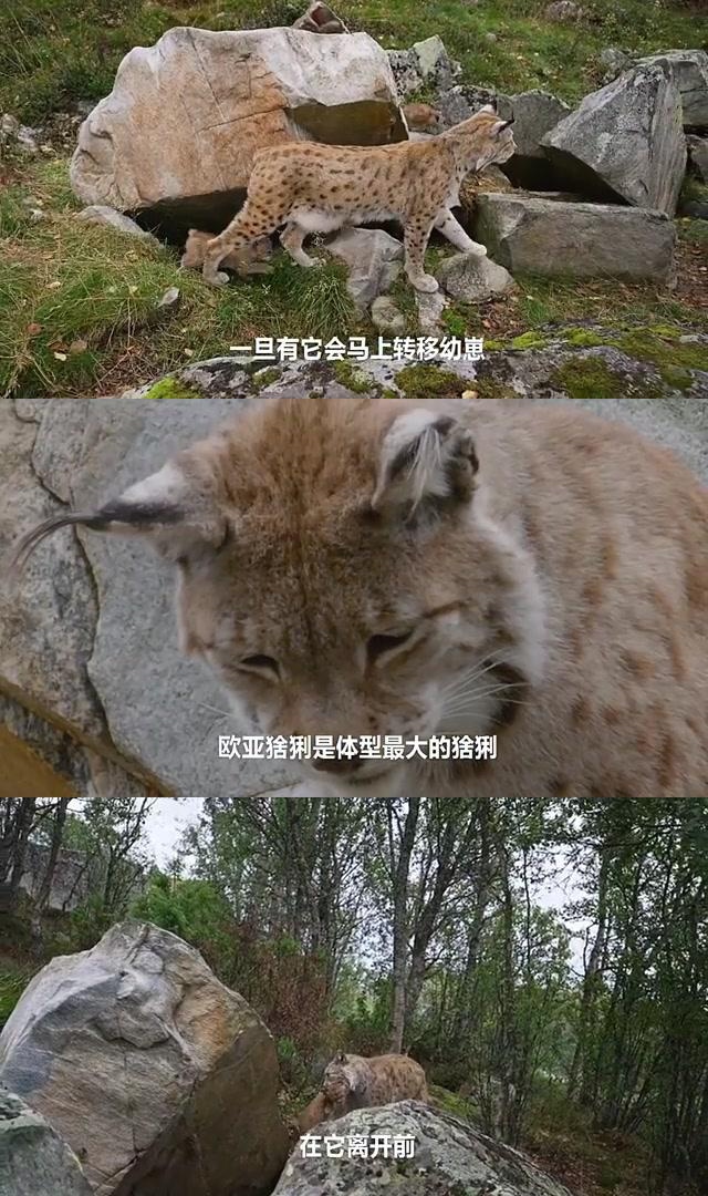 猞猁生宝宝图片