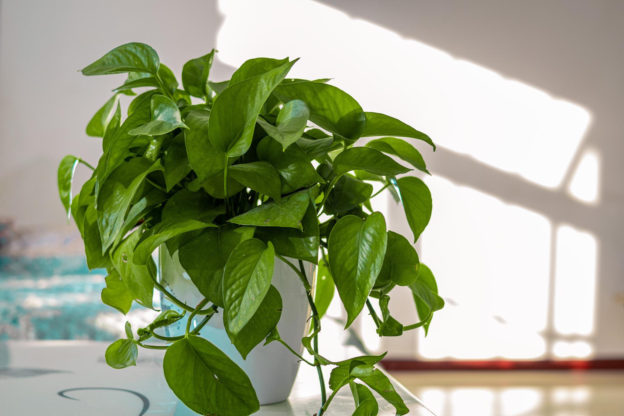 绿萝养护宝典:解决烂根问题 绿萝是一款室内盆栽的明星,以其超高的