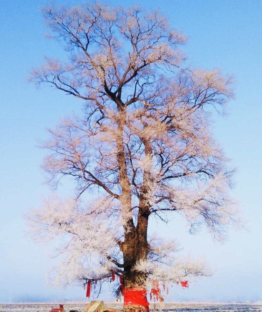 雾凇岛:冬日仙境,邂逅绝美雾凇奇观 雾凇岛,位于中国吉林省吉林市龙潭