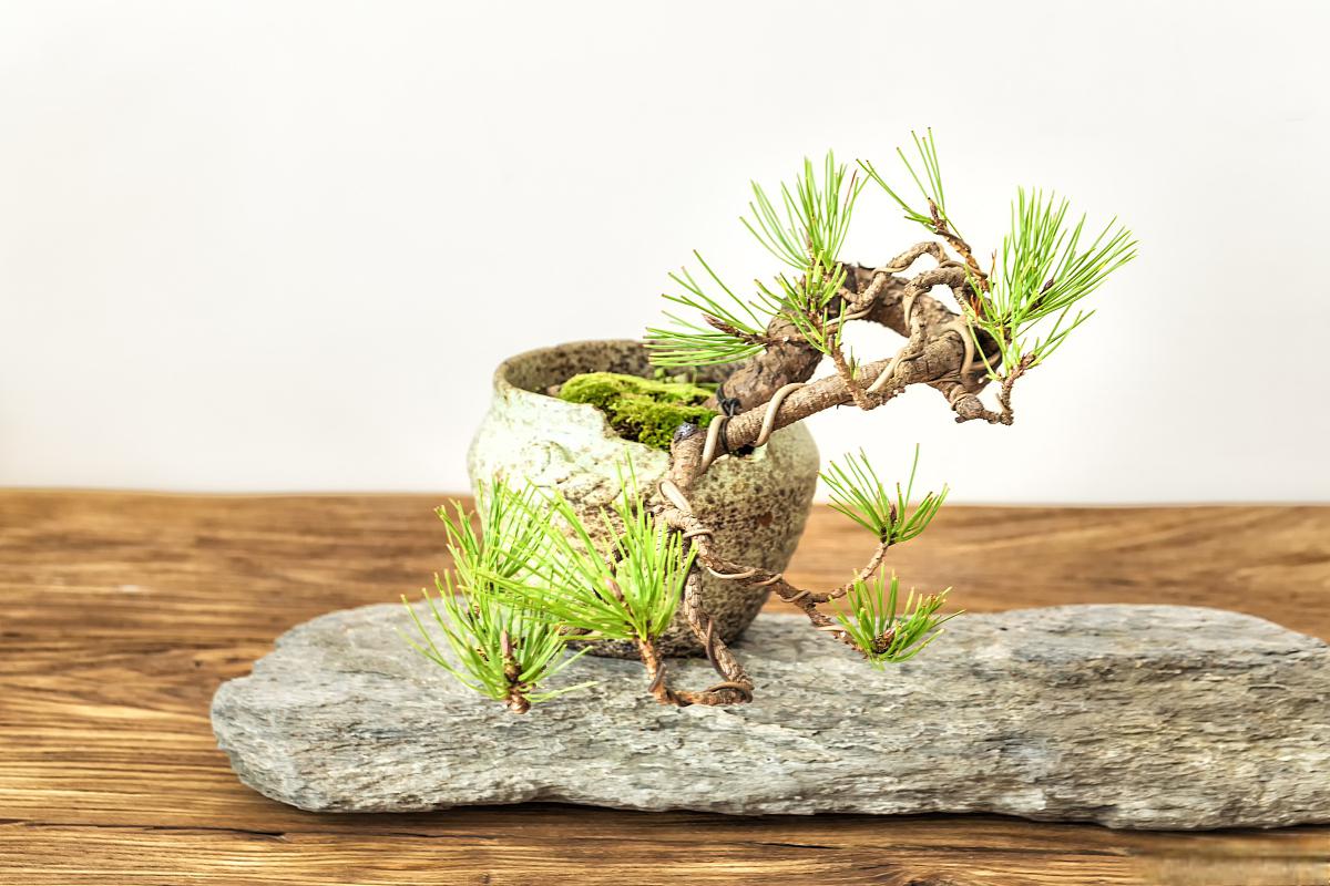 盆景:自然与艺术的结晶 盆景是一种集自然与艺术于一身的微缩景观,以