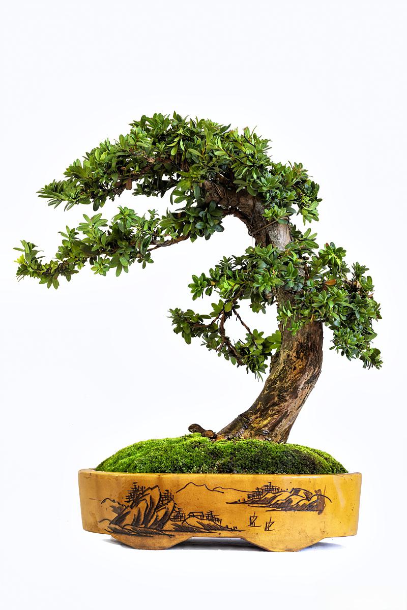 盆景:自然与艺术的结晶 盆景是一种集自然与艺术于一身的微缩景观,以