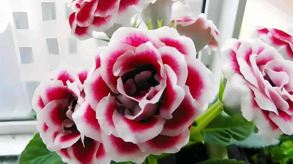 大岩桐花养护秘籍 大岩桐花以其丰满的花朵和丰富的色彩,赢得了无数人