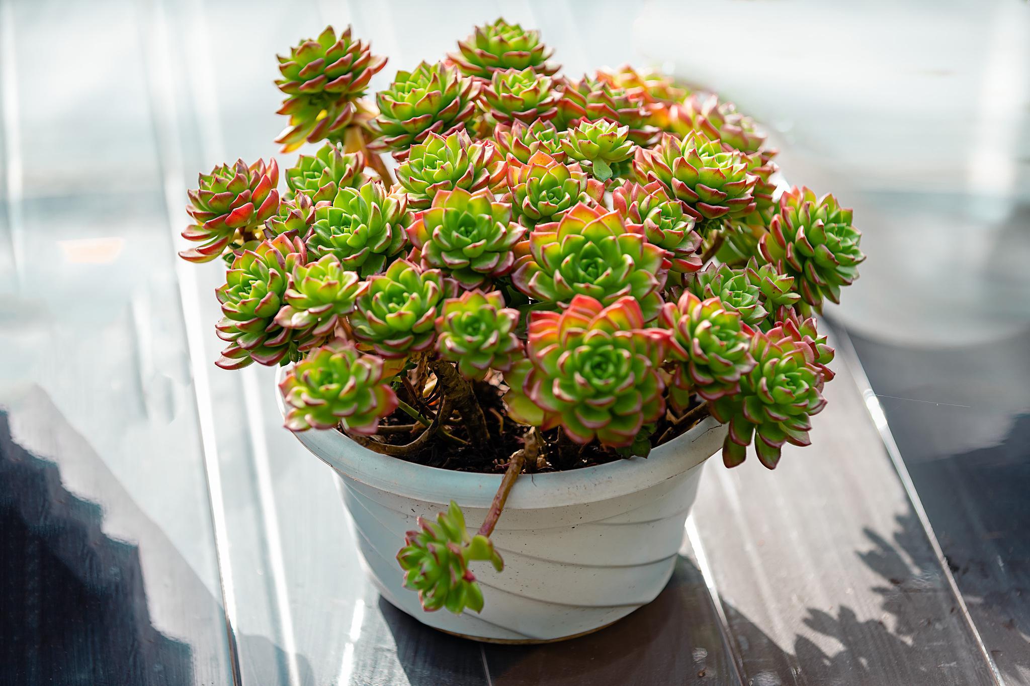 黑王子养殖秘籍:让你的多肉植物光彩照人 黑王子是多肉植物中的璀璨