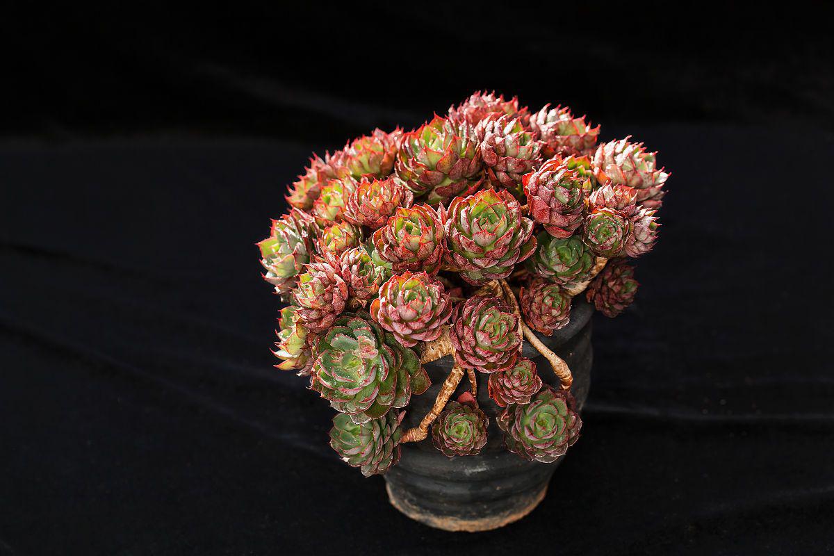 黑王子养殖秘籍:让你的多肉植物光彩照人 黑王子是多肉植物中的璀璨