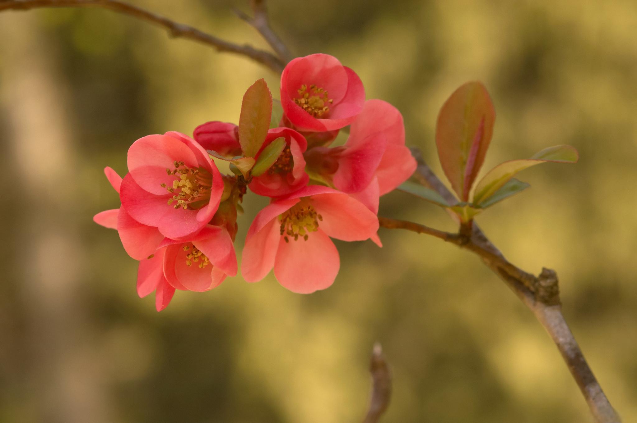 海棠花养护秘籍 海棠花,花界的"美人",以其娇嫩的粉色,繁多的花量和
