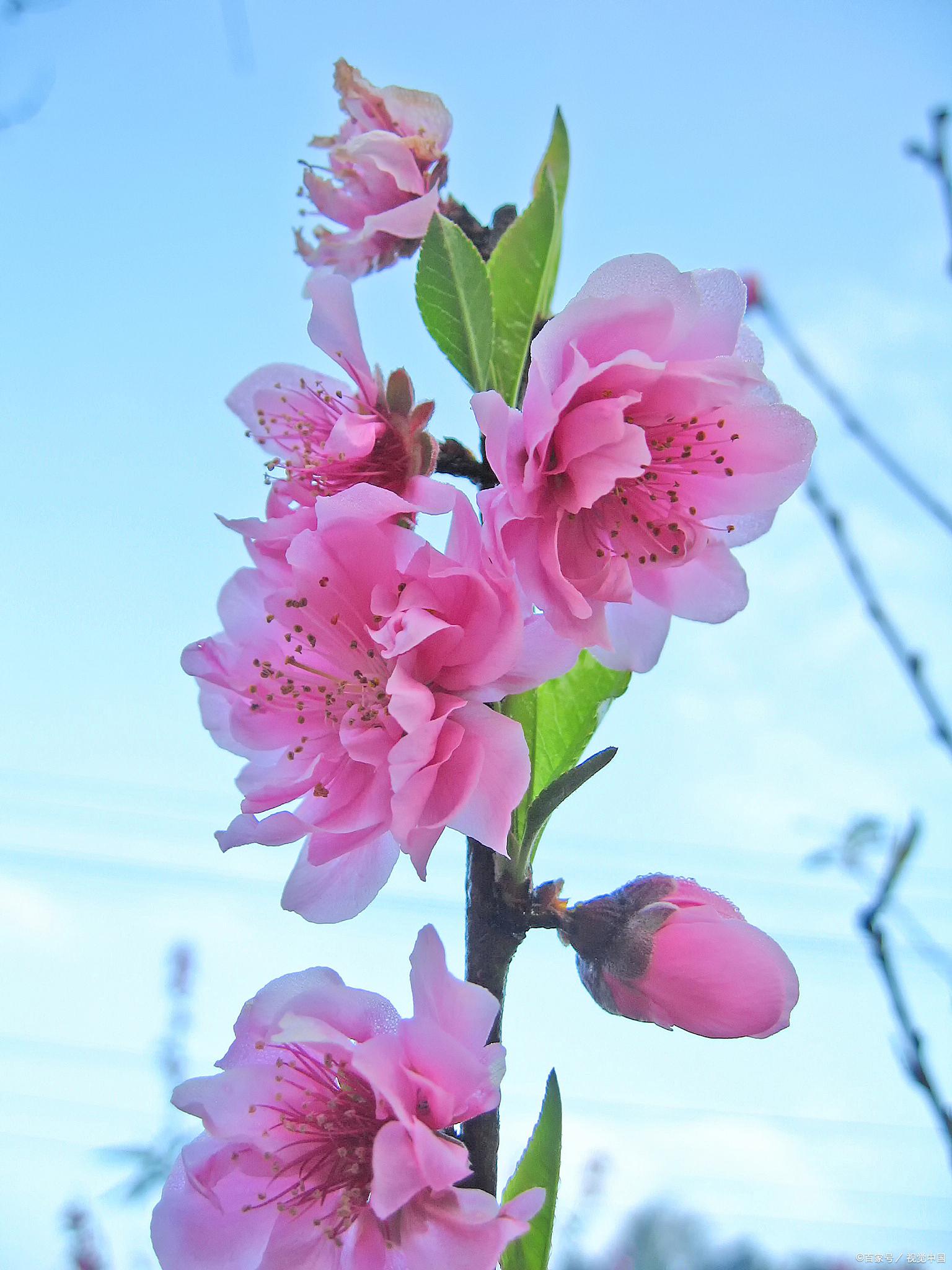海棠花养护秘籍 海棠花,花界的"美人",以其娇嫩的粉色,繁多的花量和