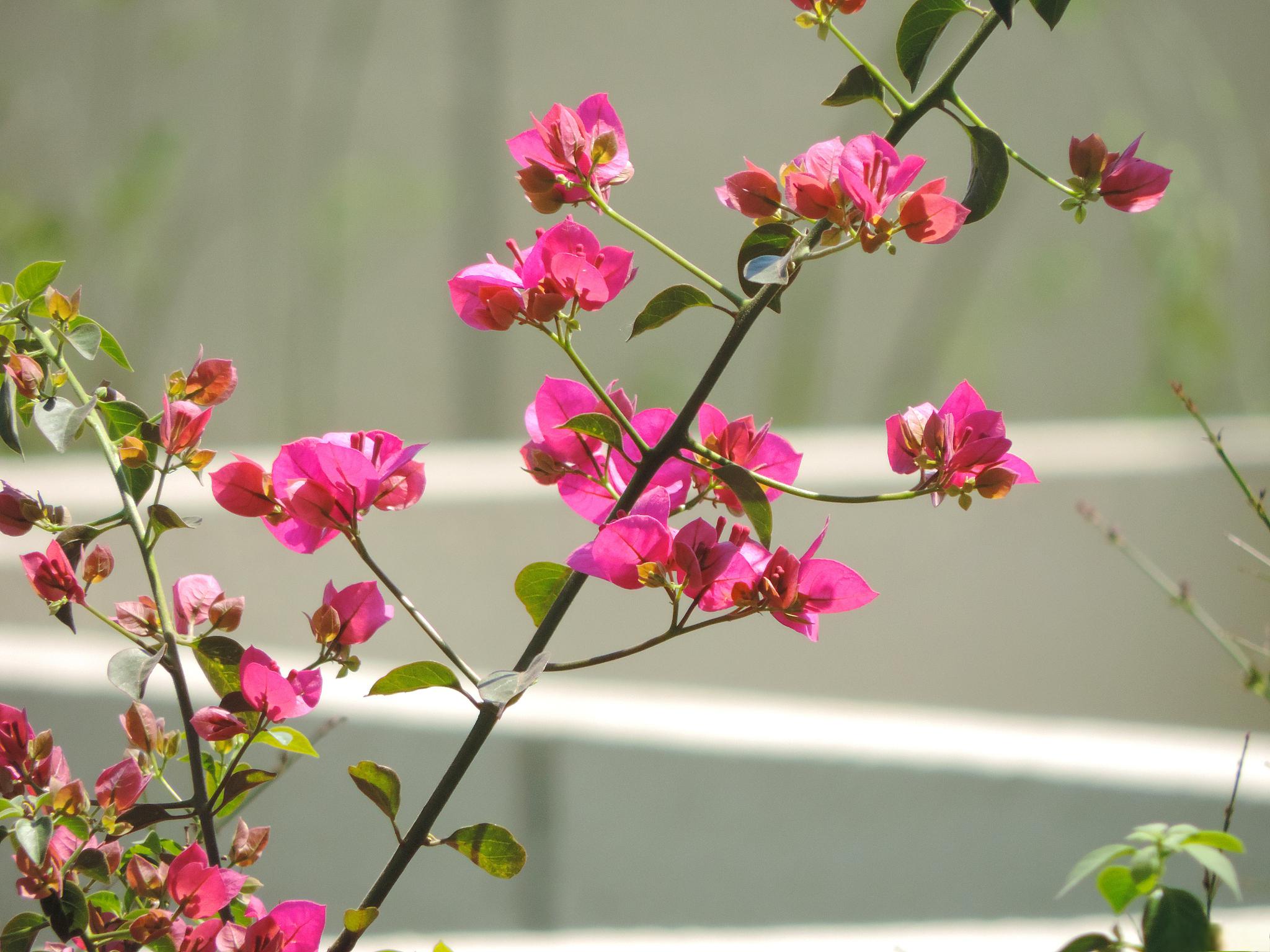海棠花养护秘籍 海棠花,花界的"美人",以其娇嫩的粉色,繁多的花量和