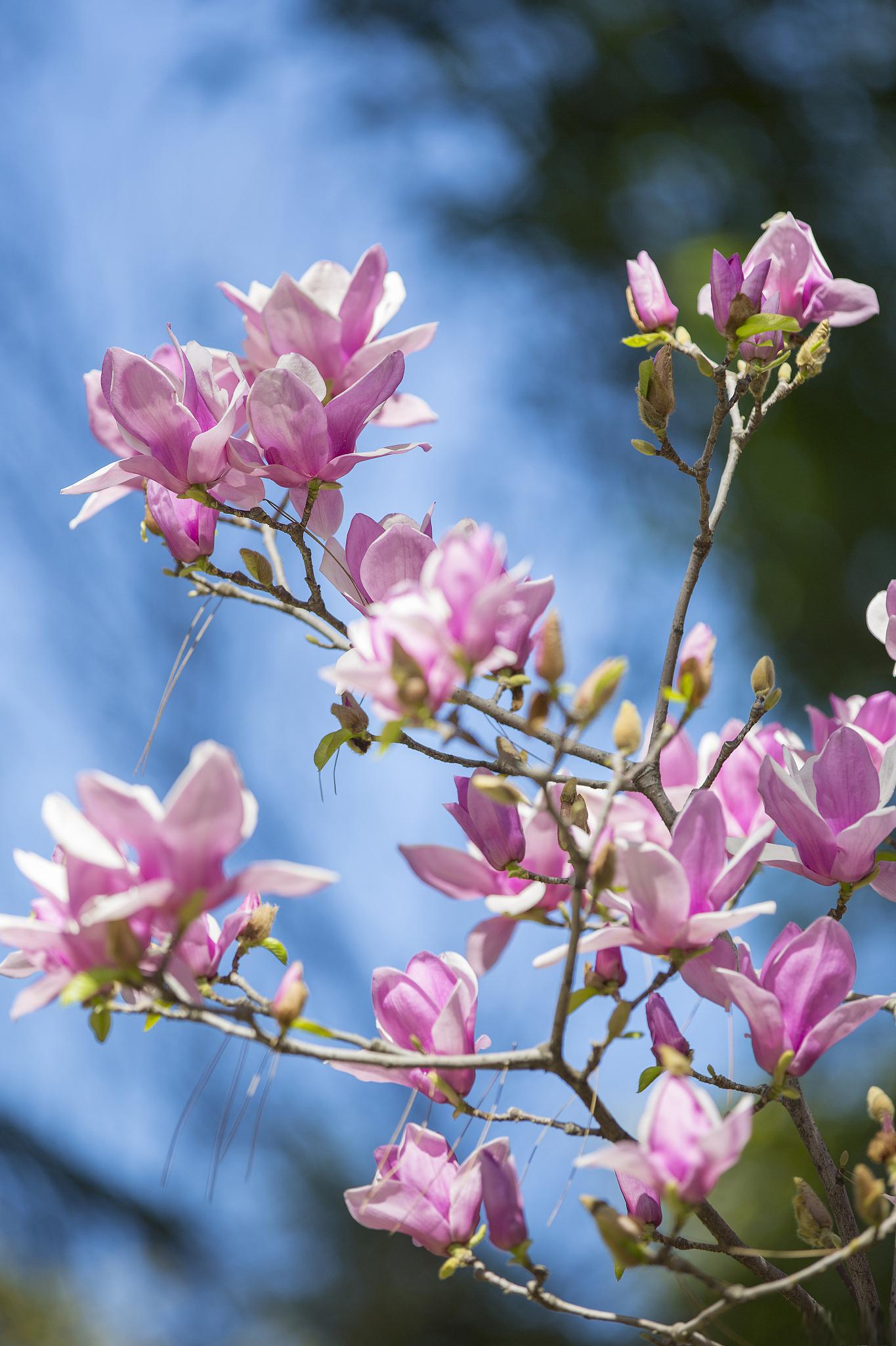 海棠花养护秘籍 海棠花,花界的"美人",以其娇嫩的粉色,繁多的花量和