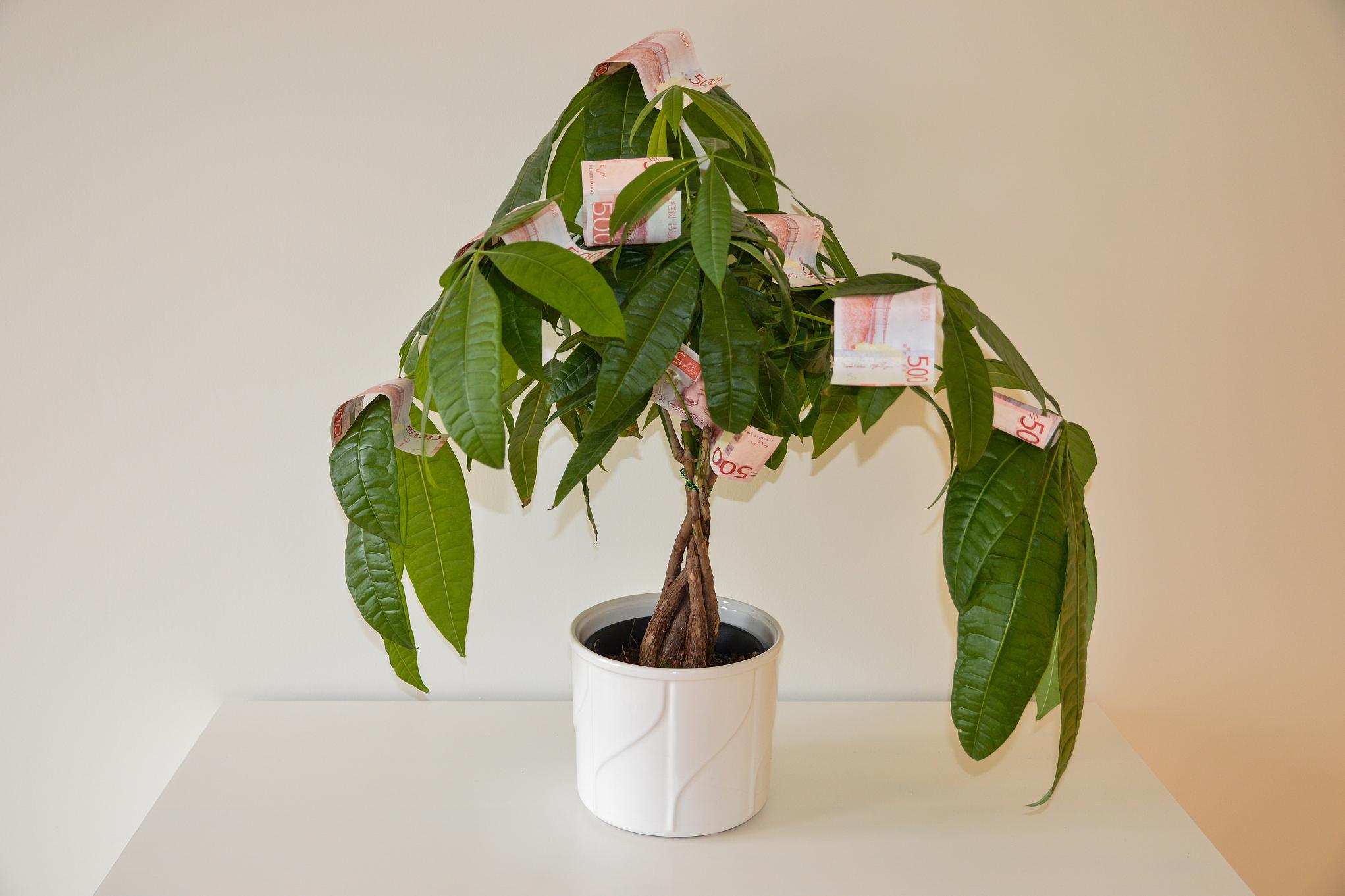 瓜栗,又称发财树,以其美丽的外观和空气净化能力而备受喜爱.