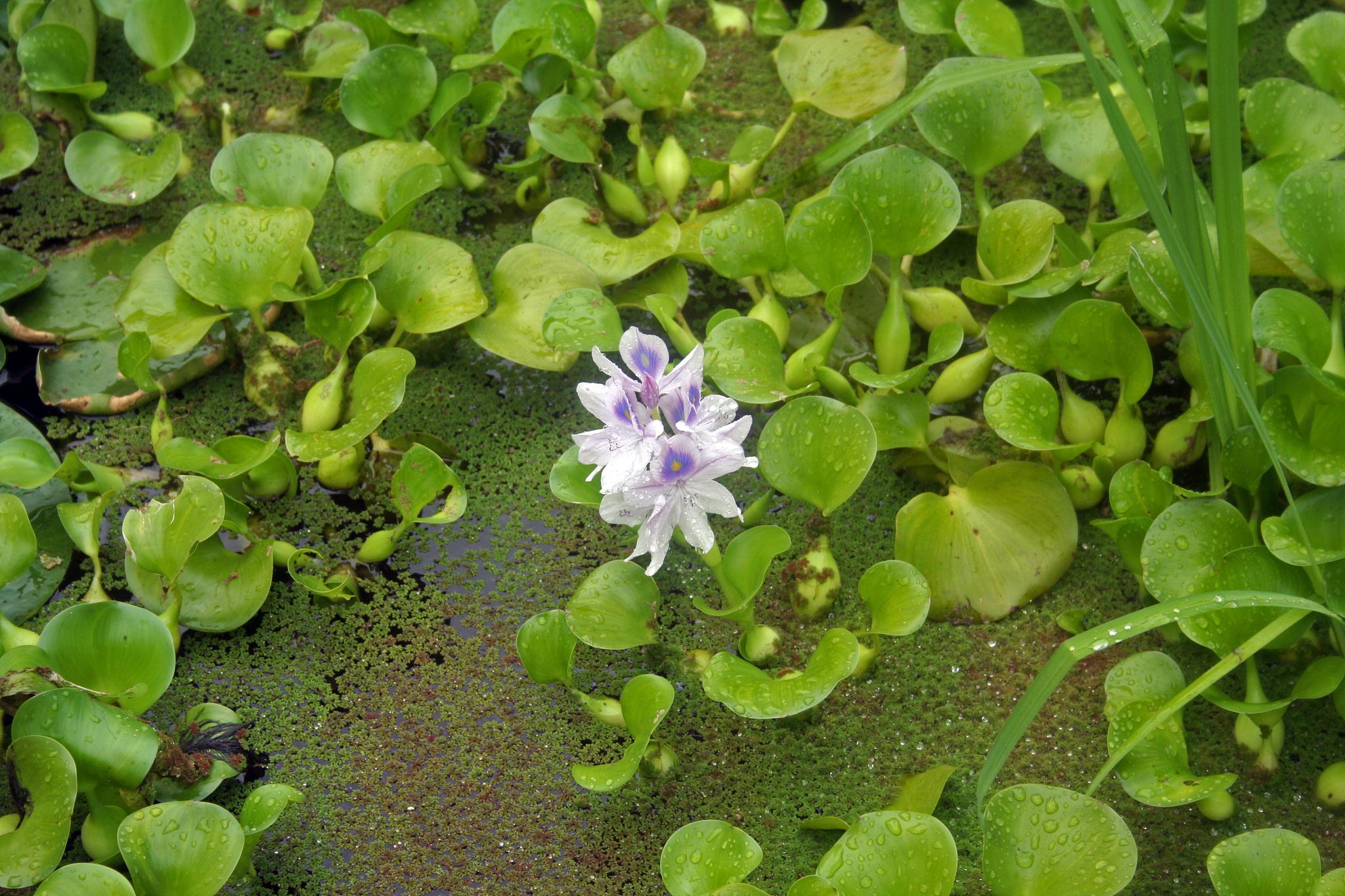 葫芦造型水池图片