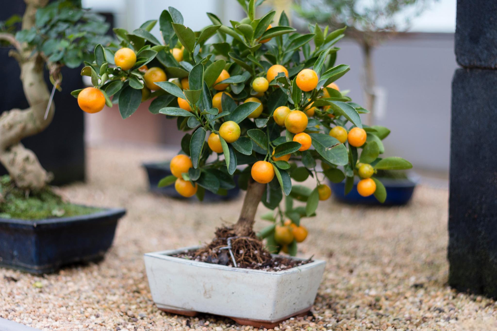 金钱橘盆栽养护要点 金钱橘是一.@蓝芷的悠居的动态