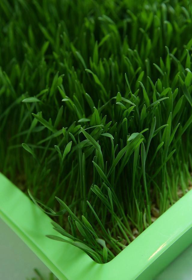 飞机草,又称山葵,不仅观赏价值高,而且容易养护.