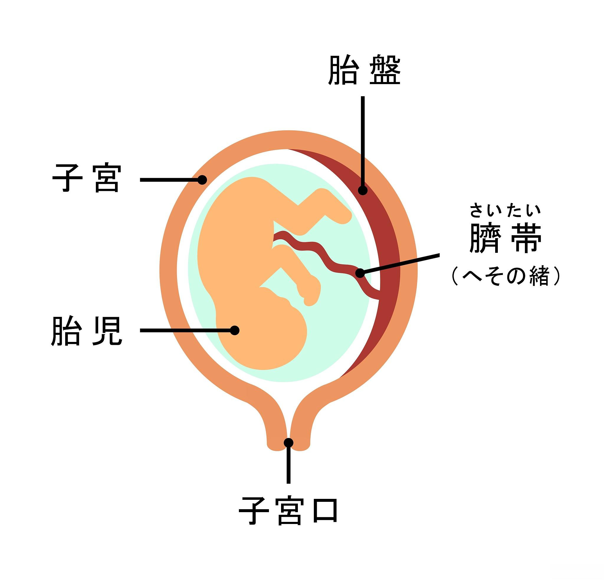 孕中期子宫位置示意图图片