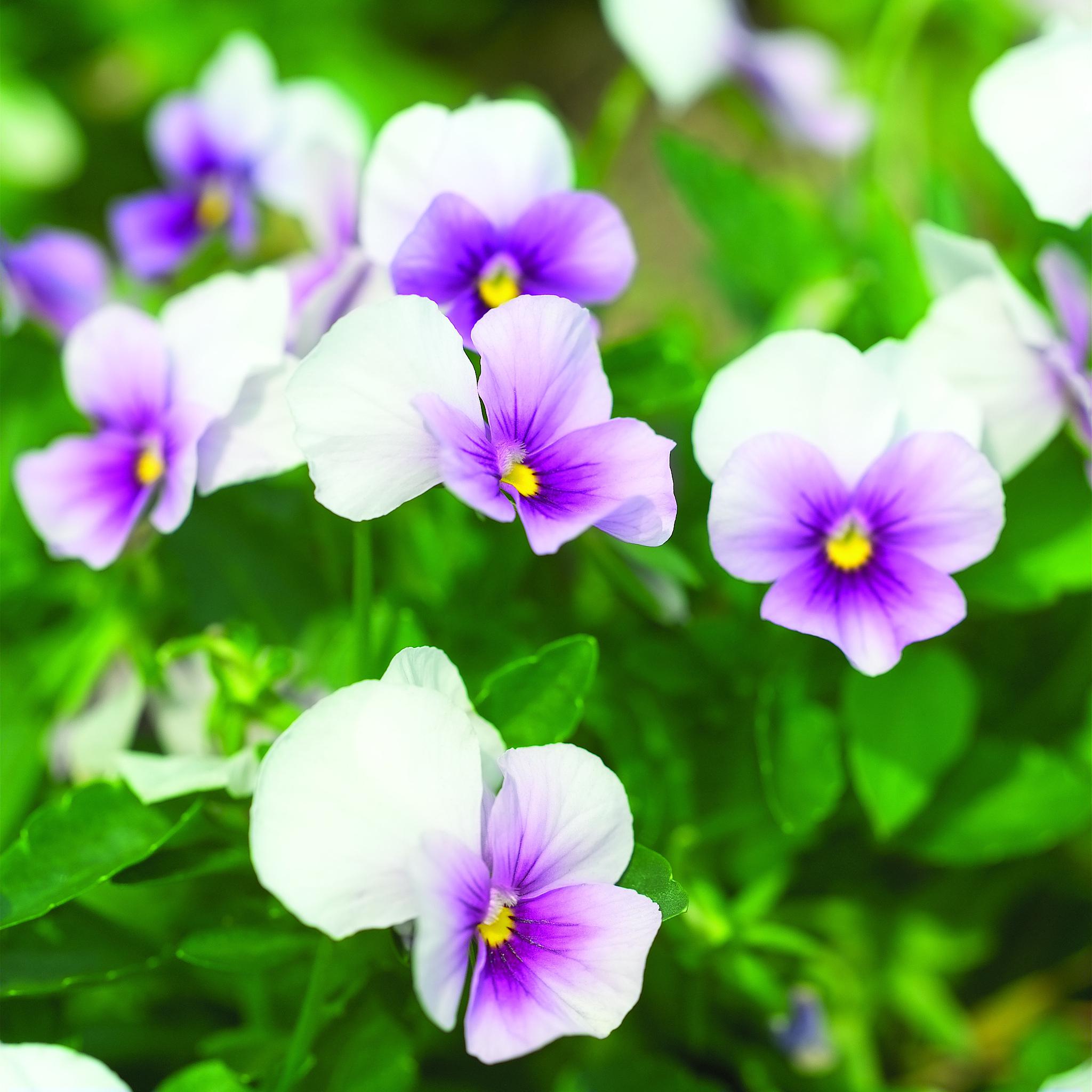 养花的三大益处 花卉植物以其绚丽的色彩,让我们的每一天都充满活力.