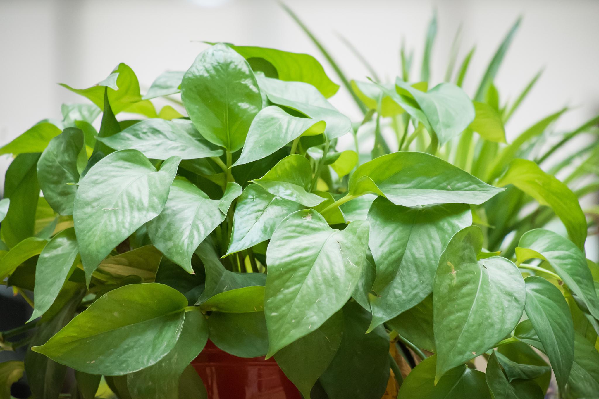 绿萝是一款家喻户晓的室内花卉,以其生机勃勃的碧绿叶片和无与伦比的