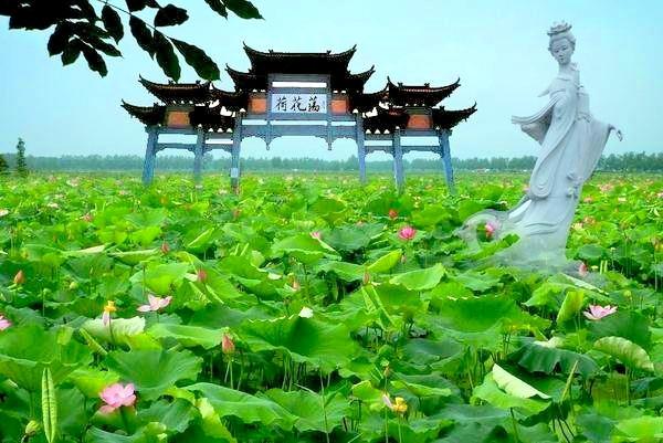 来金湖荷花荡景区,感受大自然的宁静与和谐.