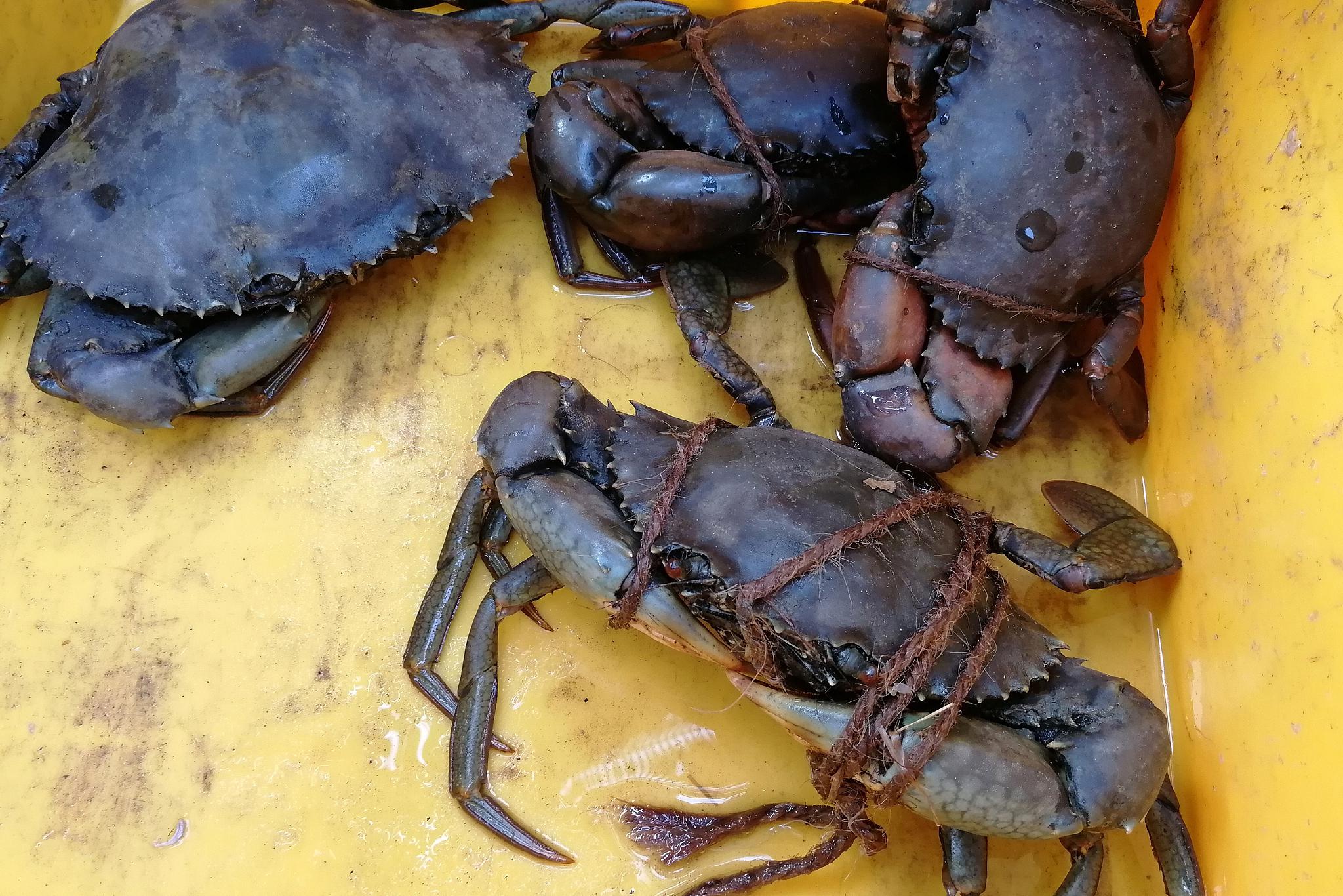 进口斯里兰卡青蟹报关清关:步步为营,确保顺畅 进口斯里兰卡青蟹报关