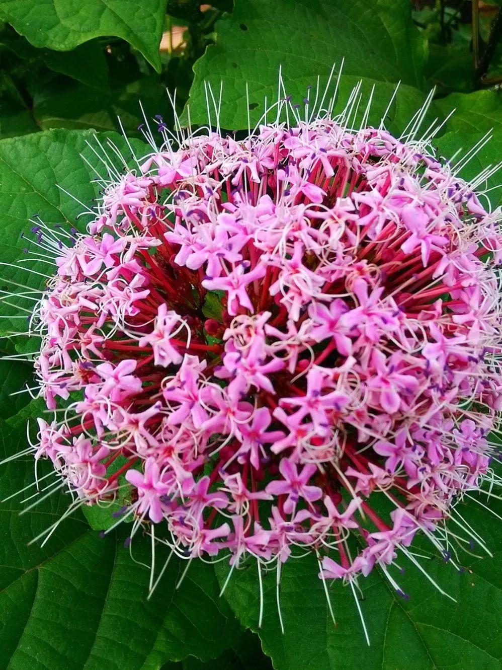 农村"消肿王" 农村有一种不起眼的植物,被老一辈的人称为"消肿王",是