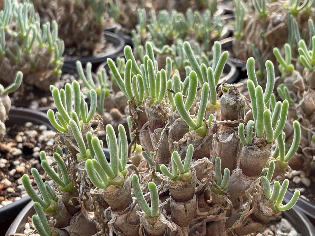 碧光环:可爱的兔兔多肉 碧光环.@嗨呀2uu的动态